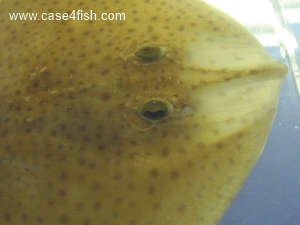 Foto Galerie/Rajiformes/Raja brachyura/Raja brachyura_08_S.jpg